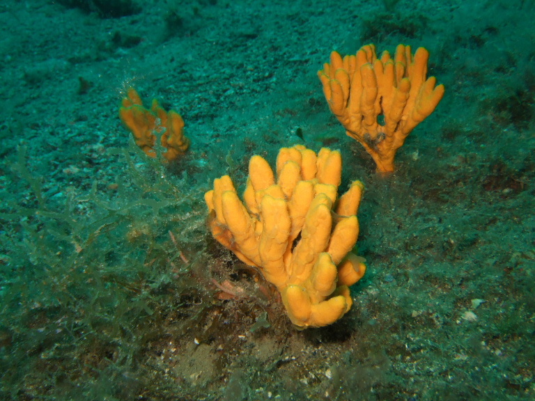 Axinella verrucosa (Esper, 1794)